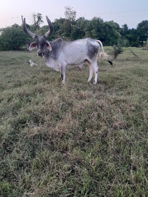 વેચવાના છે