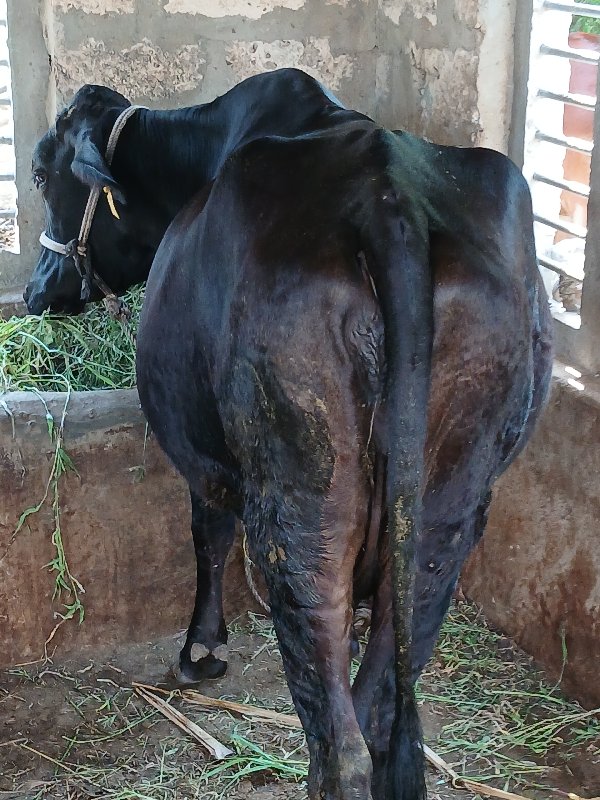 ગાય