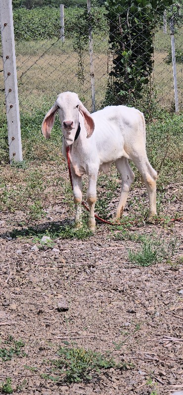 વાછડી વેચવાની છ...