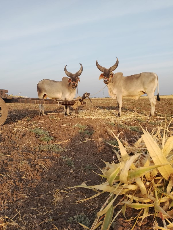 વાછડા વેચવાના છ...