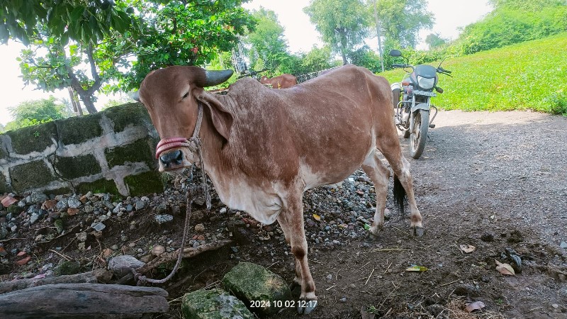 હોડકી વેચવાની છ...