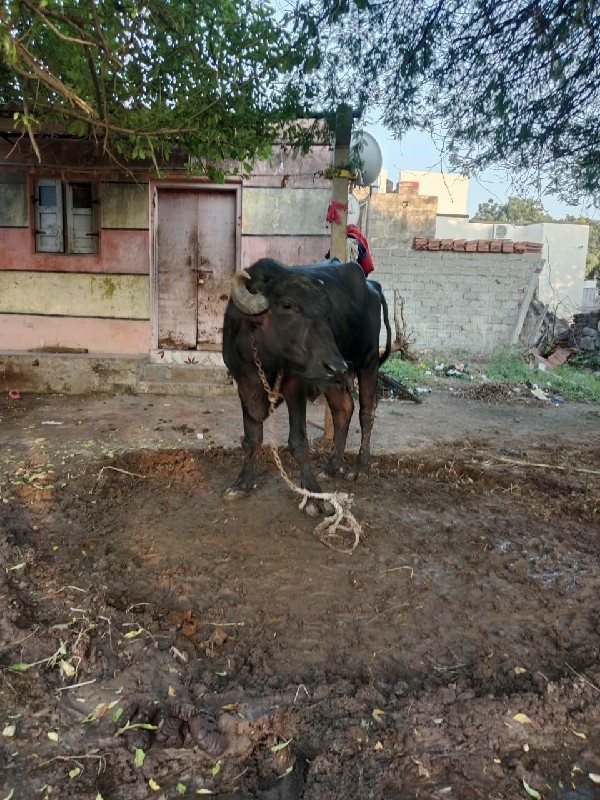 ભેંસ વેચવાની છે