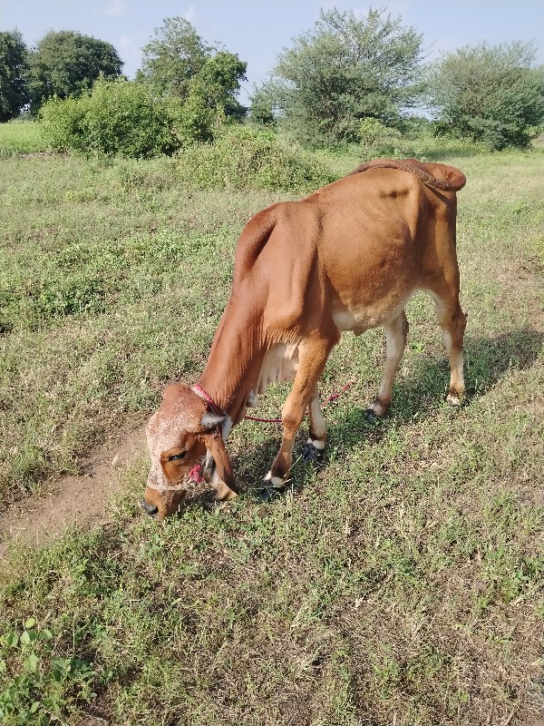 Babariya Devend...