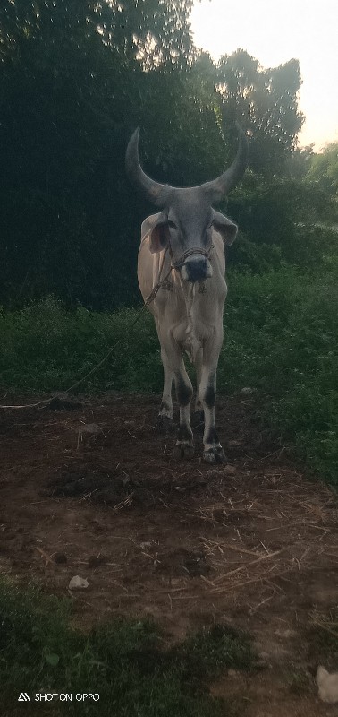 સાગર સોલંકી