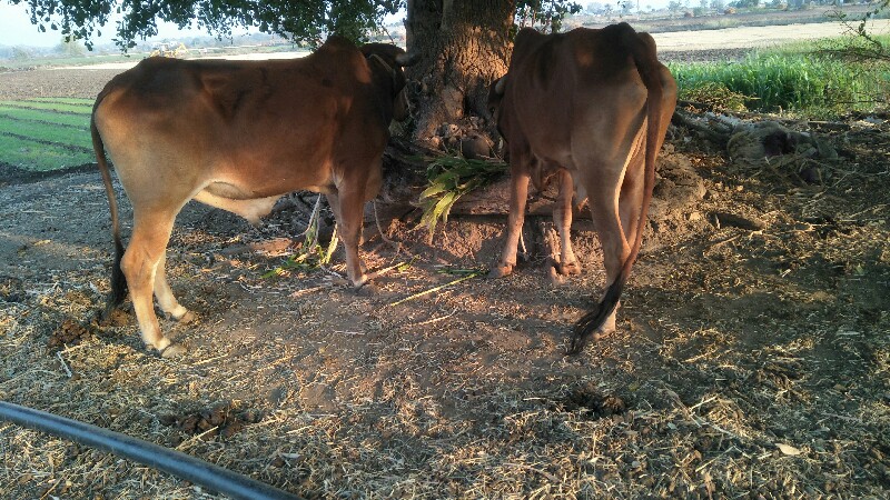 ગોઢલા વેચવાના છ...