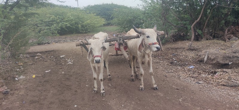 ગોદલા વેચવાના છ...