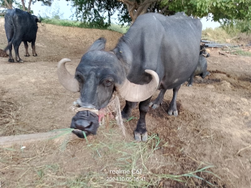 ભેંશ વેચવાની છે