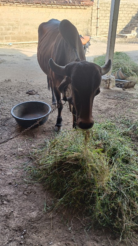 ગાય દેવાની છે.