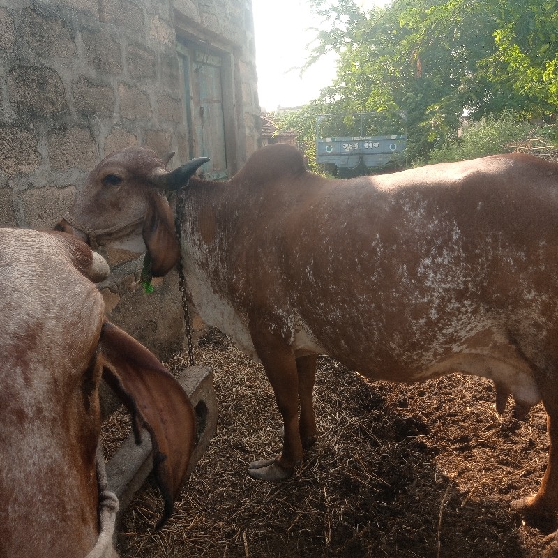 ગાય