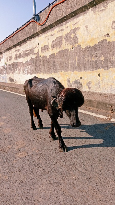 પાડો વેચવાનો છે