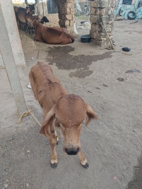 બીજુ વેતર વ્યાં...