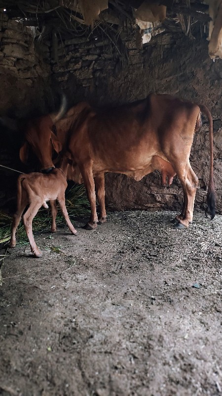 ગાય વેચવાની છે