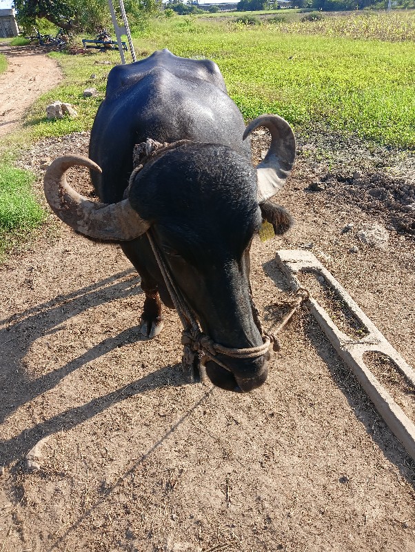 ભેંસ વેચવાની છે