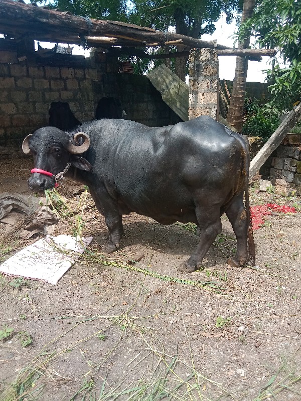 વાજા. યોગેશ