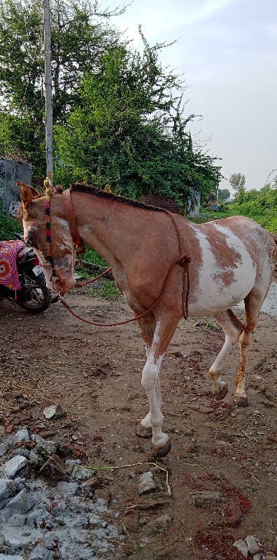 ઘોડી વેચવા ની છ...