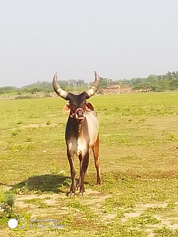 ગોઢલો વેચવાનો છ...