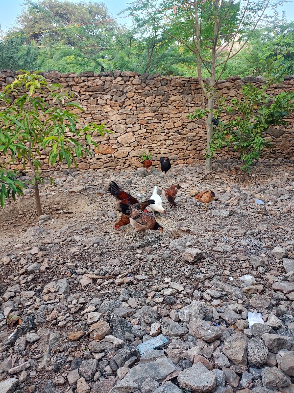 10મુરઘી છે ઈંડા...