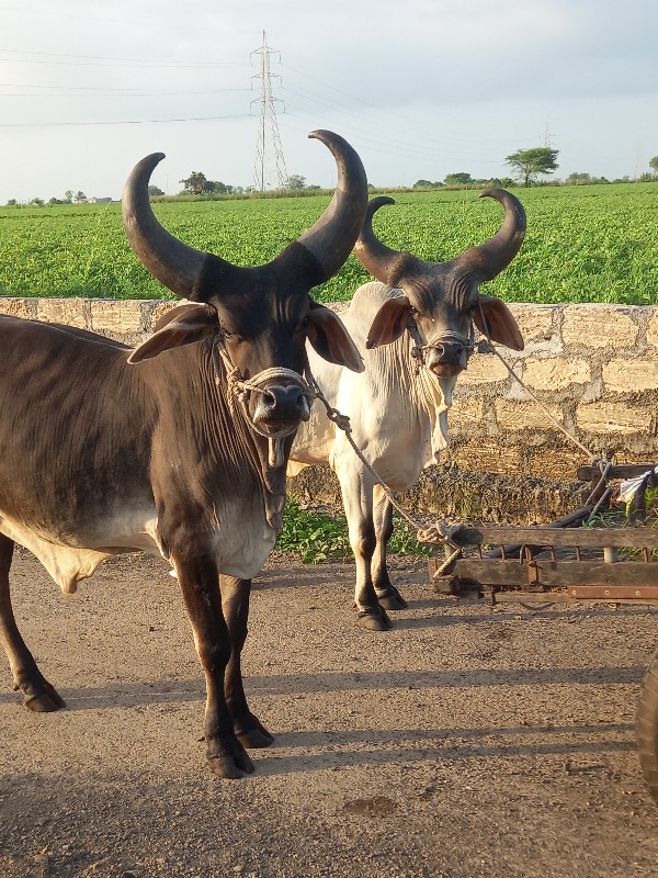 કેટલા વેચાવ છે...