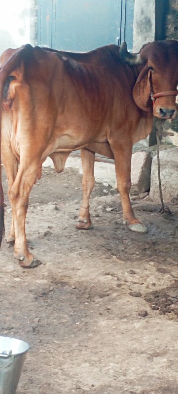 ગાય વેસવાની છે