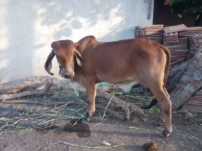 ગોટલો વેચવાનો છ...