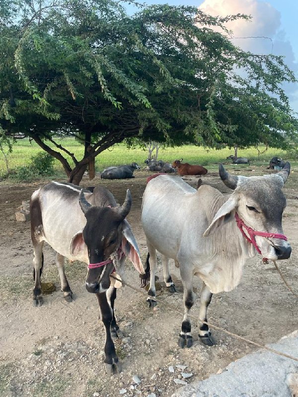 ગોધલા વેચવાનાં...