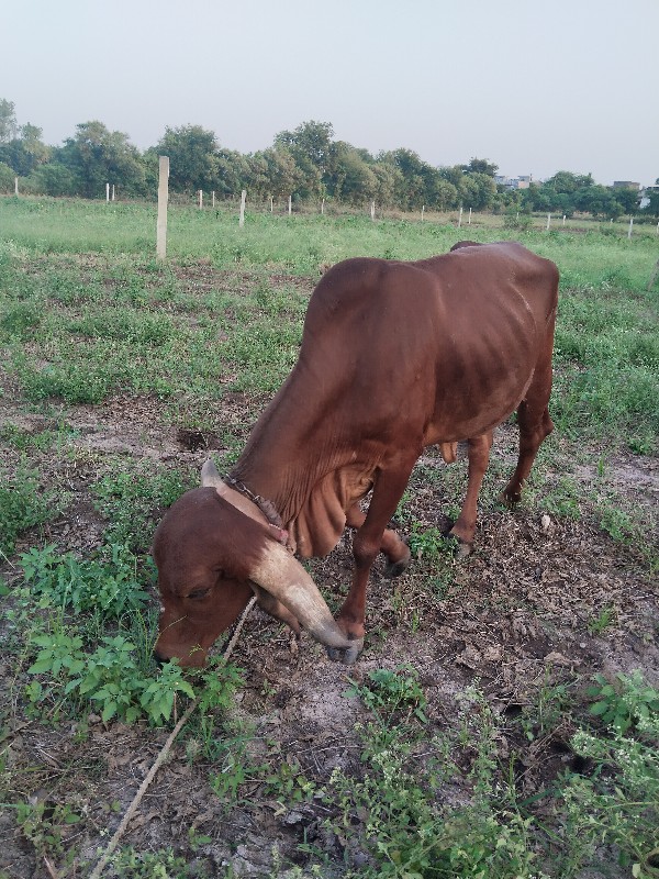 આ વાસળી વેચવાની...