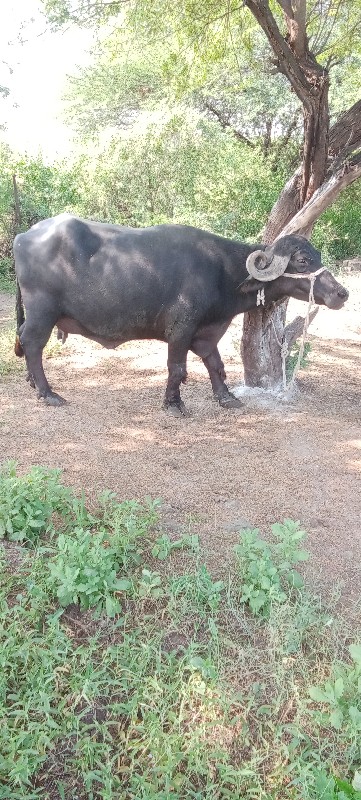 ભેંસ વેચવાની છે