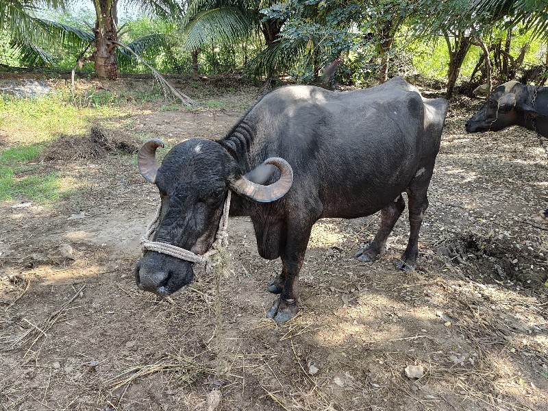 ખડેલુ  વેચવાનુ...