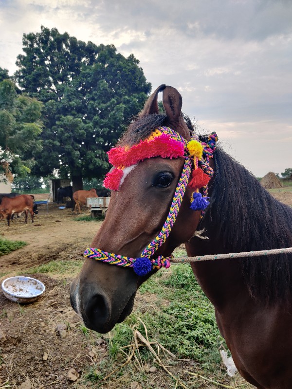 ઘોડા- ઘોડી માટે...