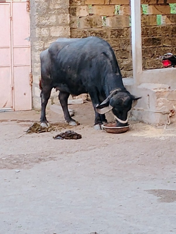 વેસવાનીછે