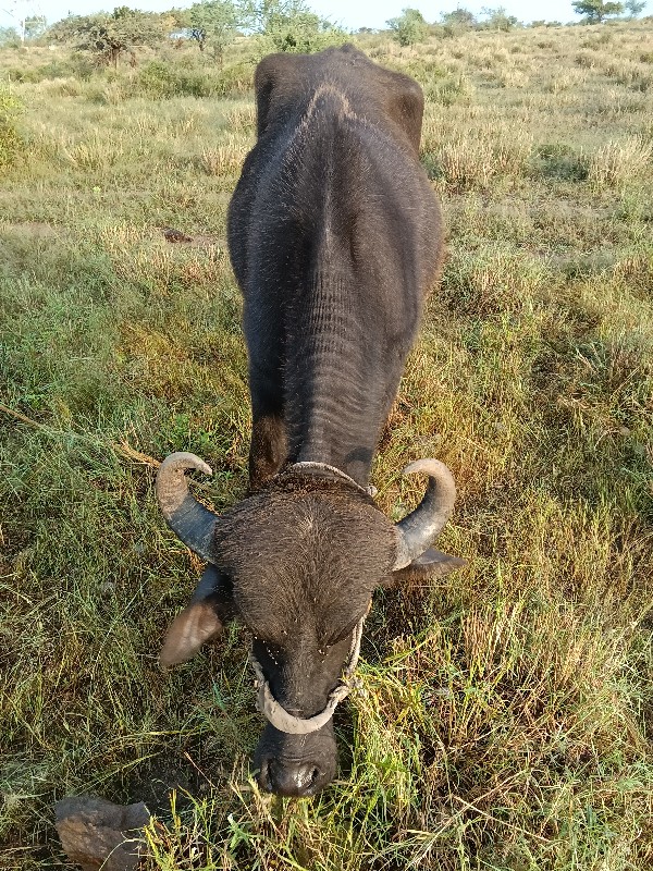 ખડેલી વેચવાની છ...