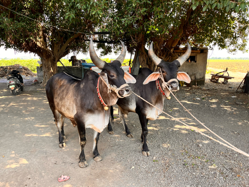 બળદ