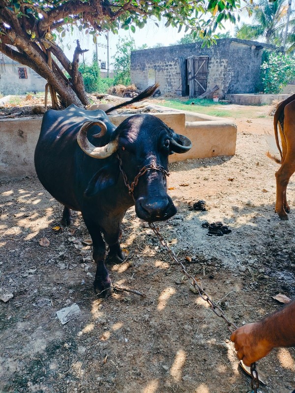 ભેંશ વેચવાની છે