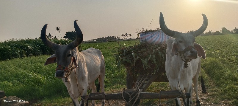 બળદ વેચવા ના છે