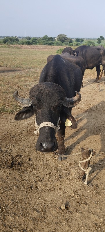 ખડેલું વેચવાનું...