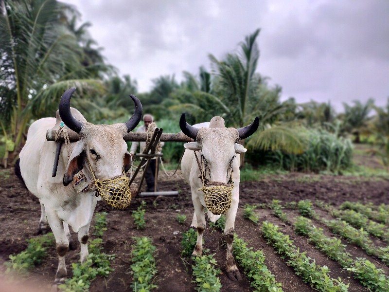 આ ગોટલા વેચવાના...