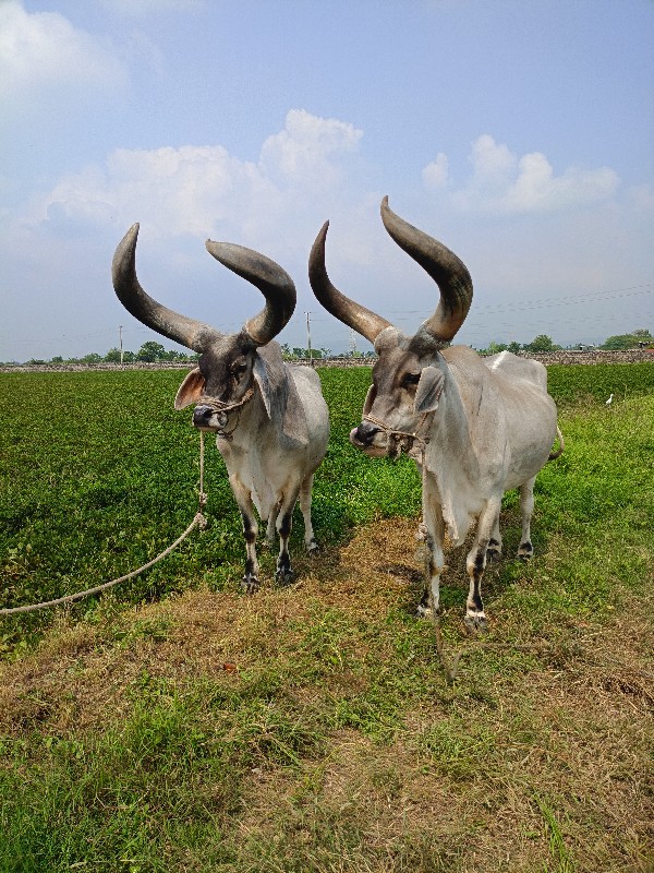 બરધ