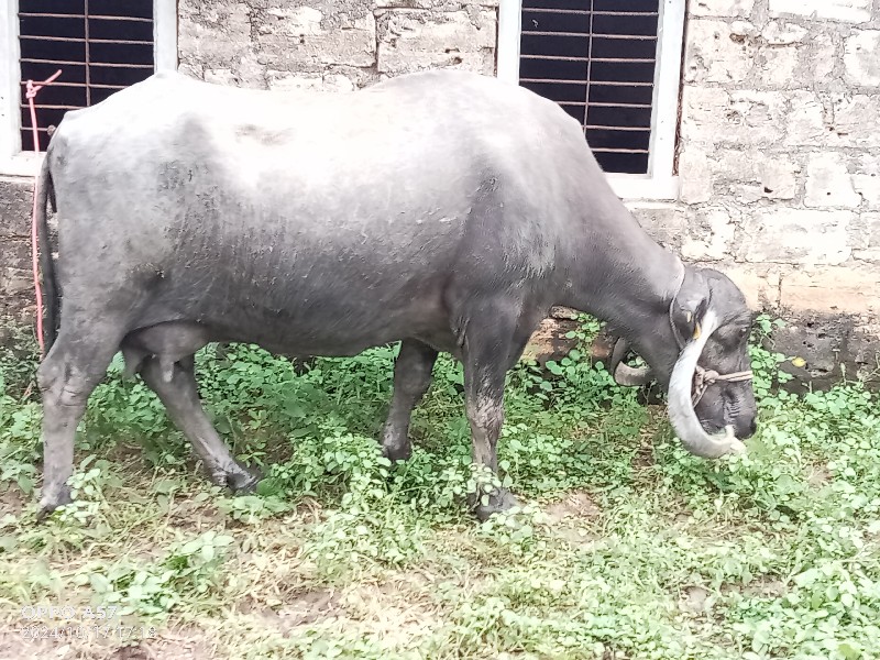 ભેંસ વેચવાની છે