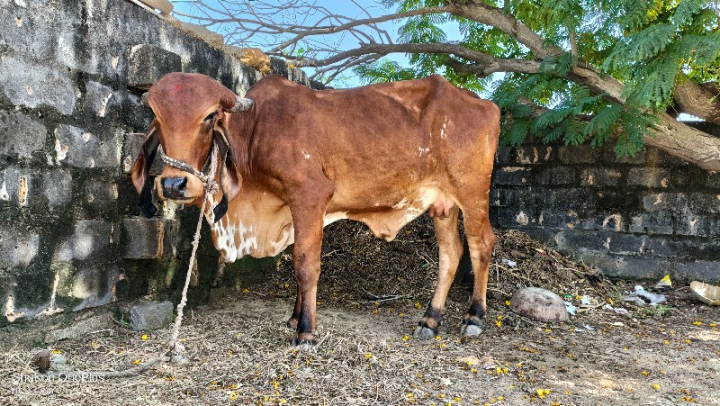 ગીર ગાય