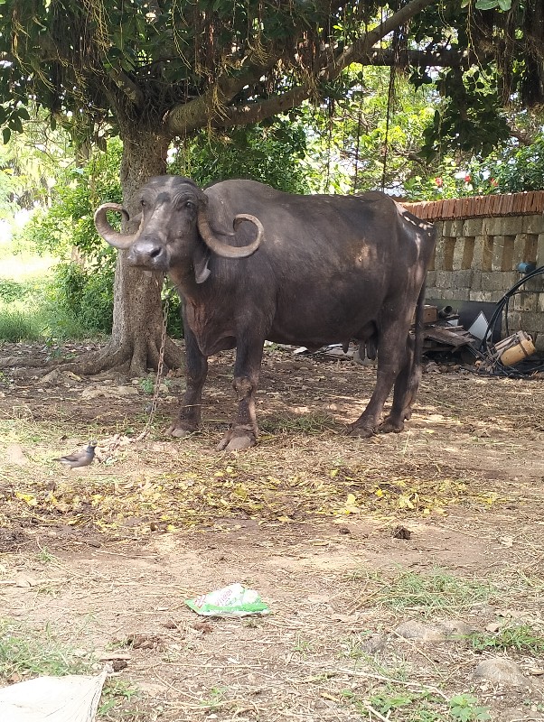 ભેંશ વેસવાની છે