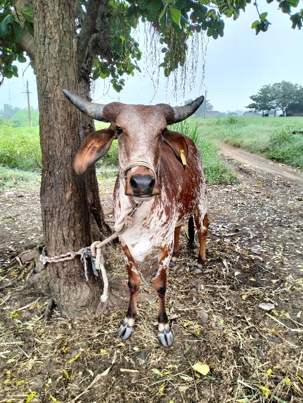 ગાય વેચવાની છે