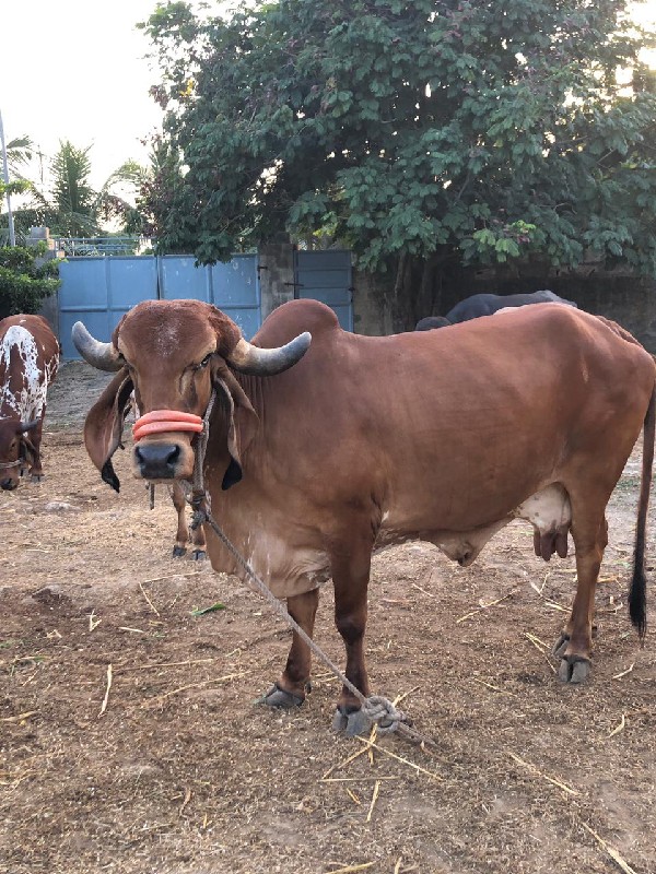 ગાય વેચવા નિ છે