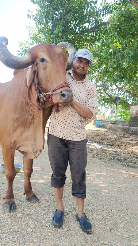 દેશી બળધ વેચવાન...