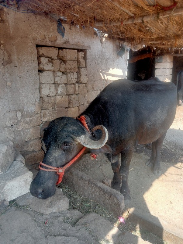 ભેંસ વેચવાની છે