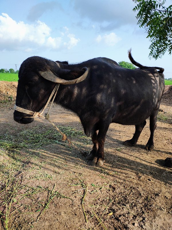 ભેંશ વેચવાની છે