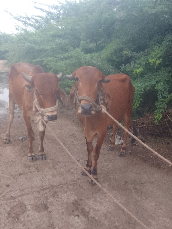 ગોડલા વેચવાના છ...