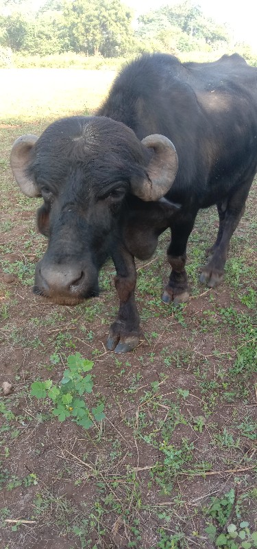 આ ભેસુ વેચવાની...