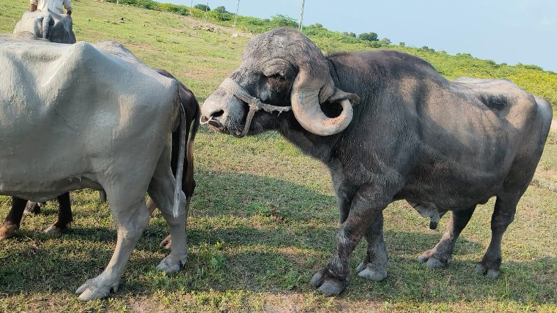 પાડો વેસવાનો છે