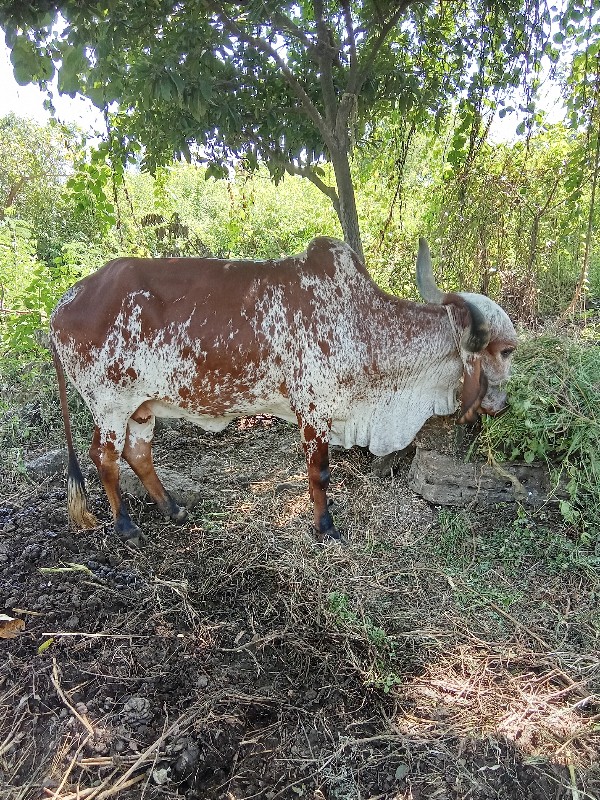 ગાય વેચવાની છે