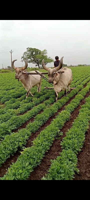 બળદ વેચવાના છે